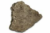 Dinosaur (Triceratops) Frill Shield Section - Montana #352278-2
